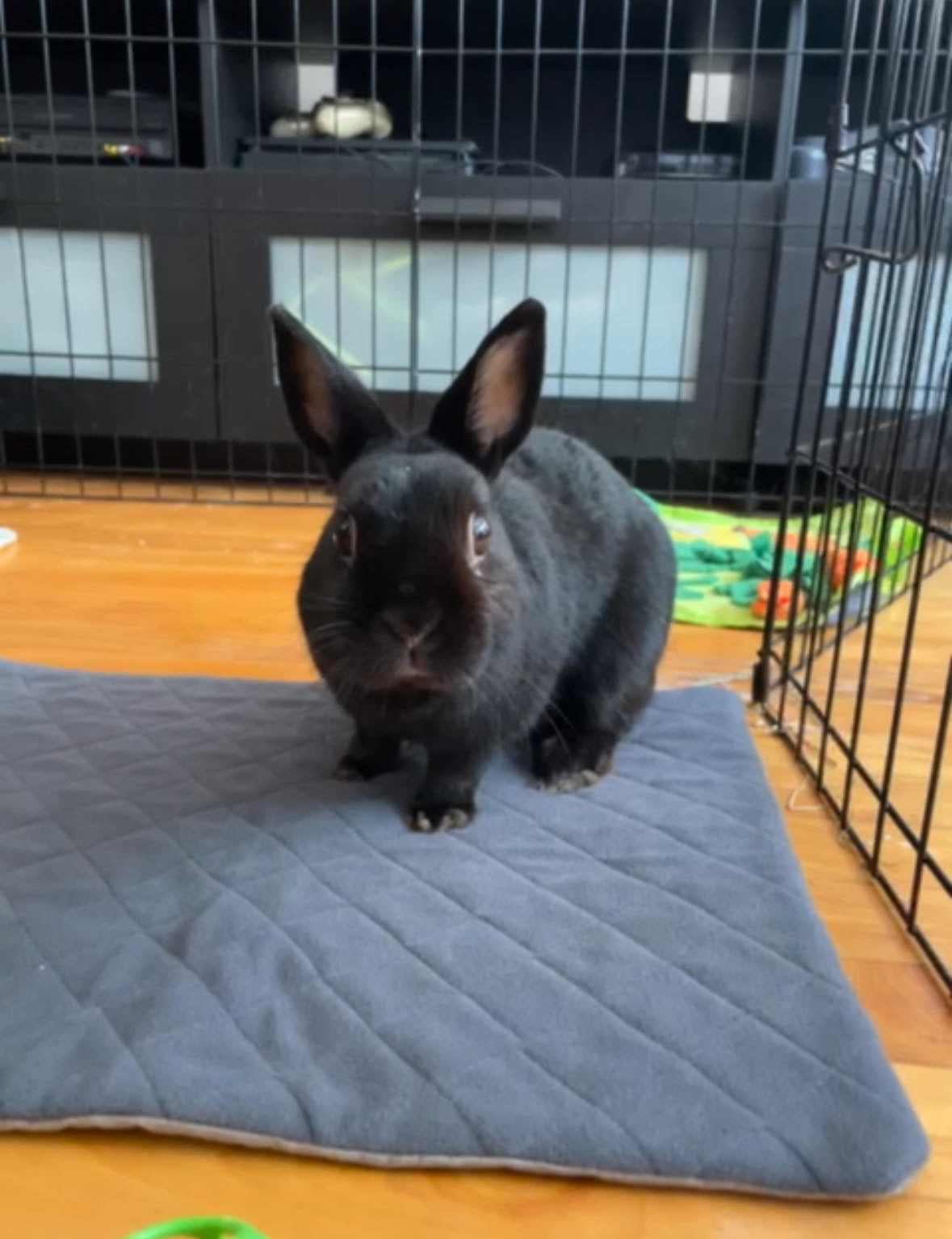 LuftPets Original Rabbit & Guinea Pig Cage Liners for MidWest Cages