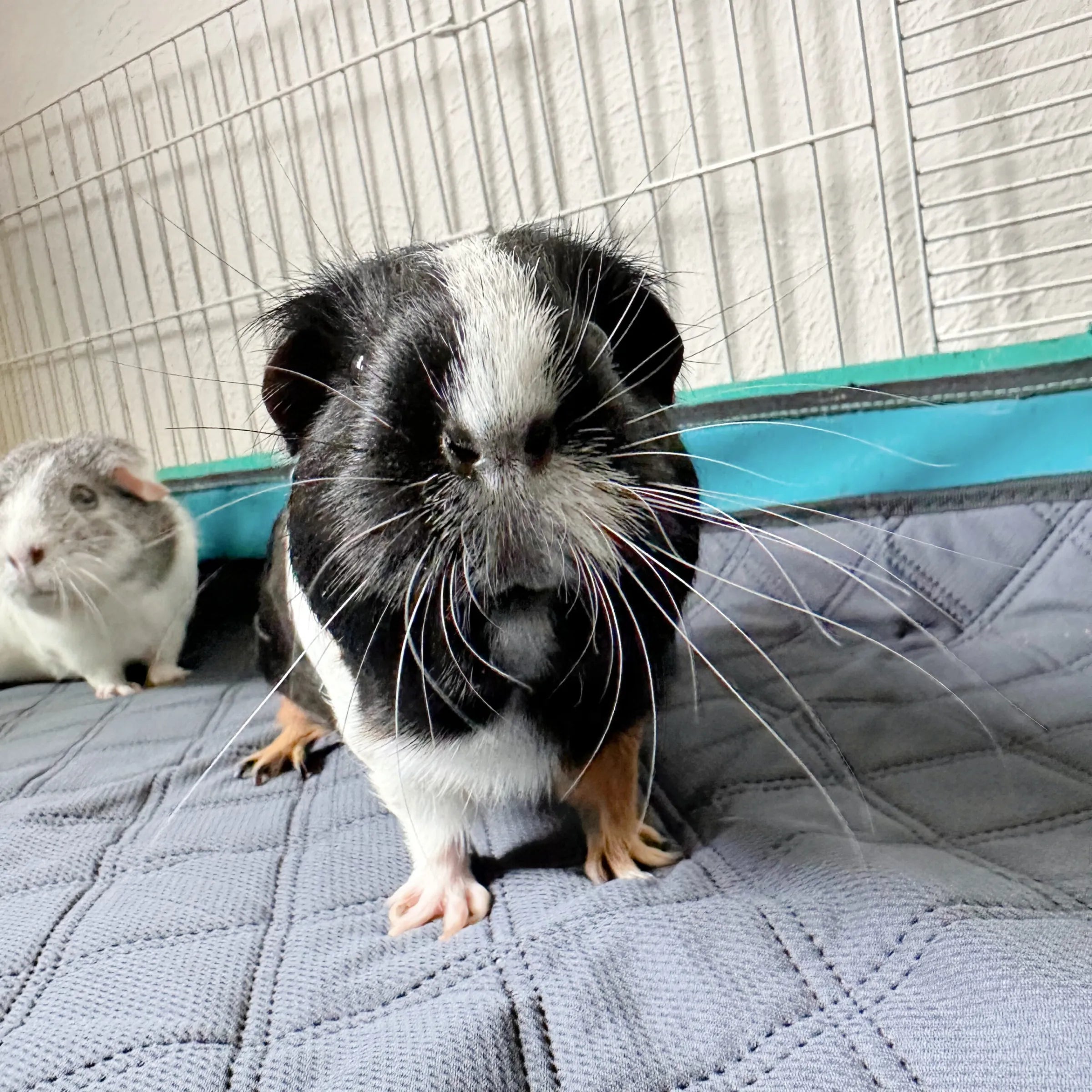 LuftPets Original Rabbit & Guinea Pig Cage Liners for MidWest Cages