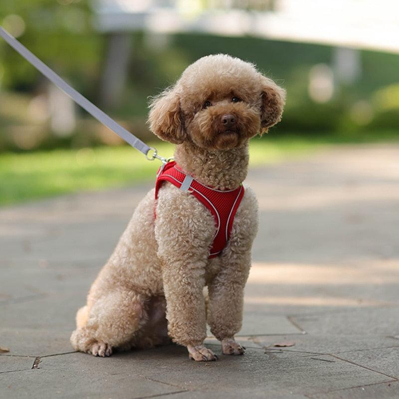 Dog Harness Leash Set for Small Dogs - ItemBear.com
