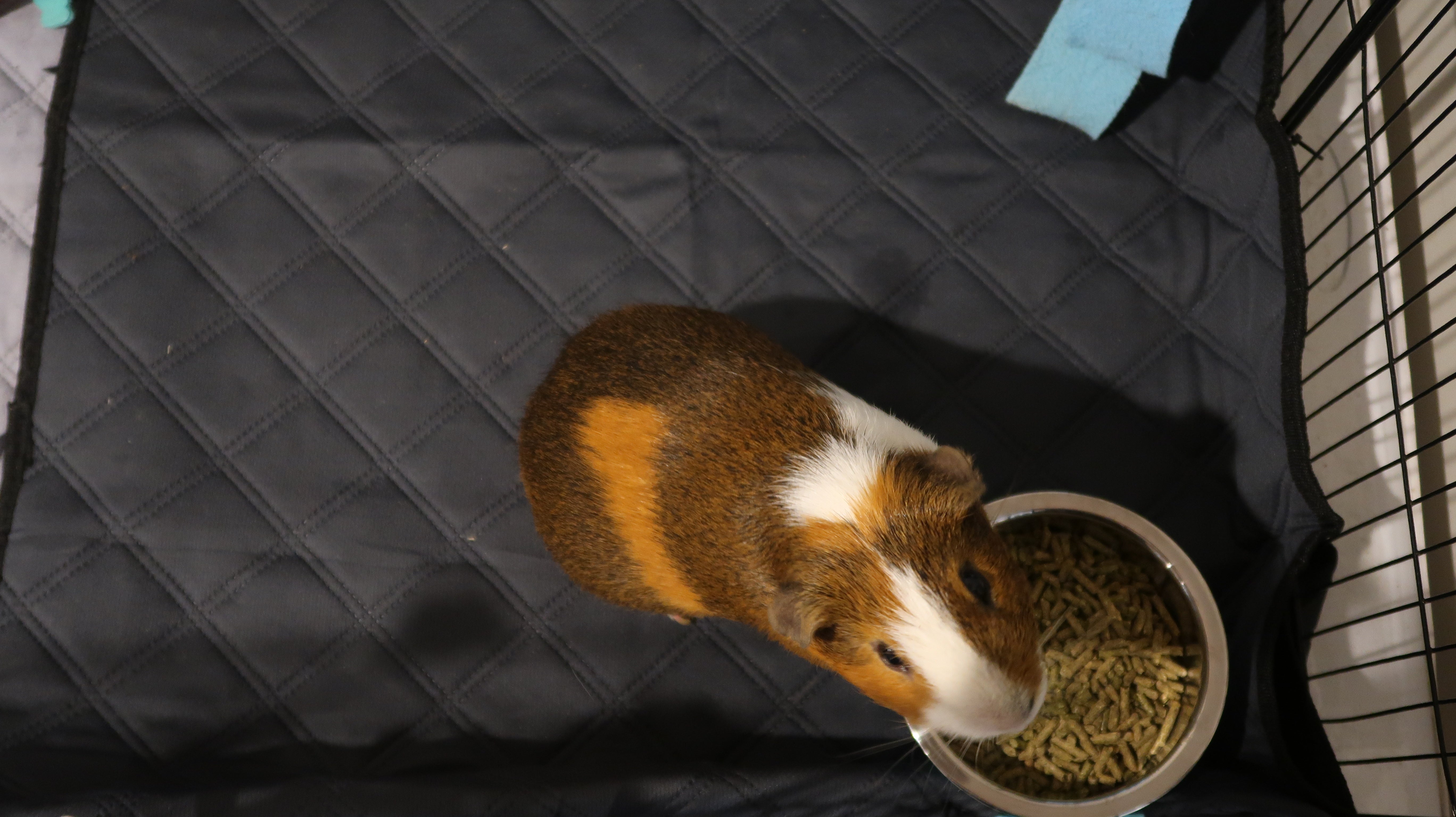 LuftPets Original Rabbit & Guinea Pig Cage Liners for MidWest Cages